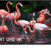 تلویزیون 49 ایکس ویژن 49XCU585
